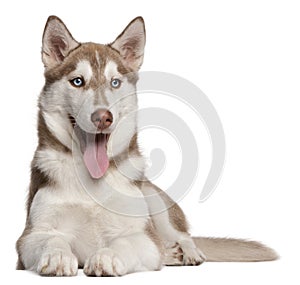 Siberian Husky puppy, 4 months old, lying