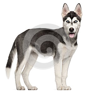 Siberian Husky puppy, 4 months old, standing