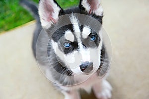 Siberian Husky Puppy