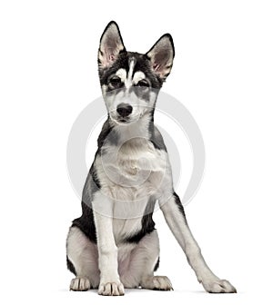 Siberian Husky puppy 5 months old, isolated