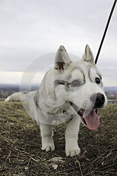 Siberian husky puppy