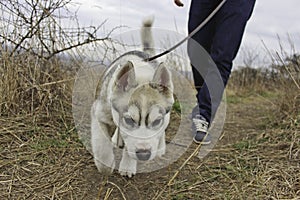 Siberian husky puppy