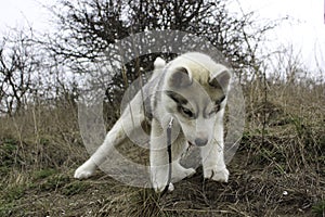 Siberian husky puppy