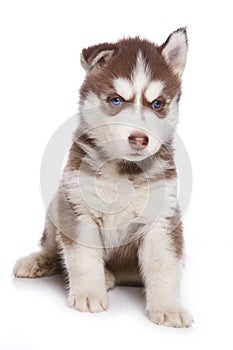 Siberian Husky puppy