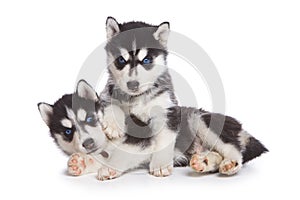 Siberian Husky puppy photo