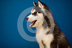 Siberian Husky puppy on blue