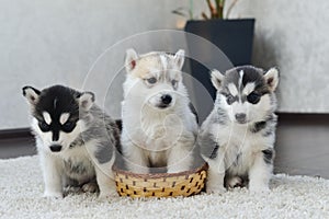 Siberian husky puppy with blue eyes