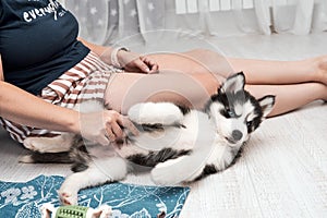 Siberian Husky puppy with blue eyes playing with a human indoor at home.