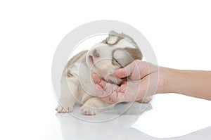 Siberian husky puppy with caressing hand on white