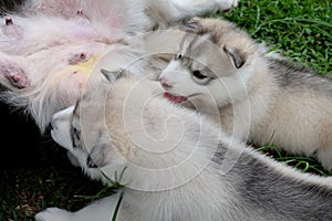 Siberian husky puppy close up on background