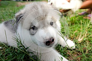 Siberian husky puppy close up on background