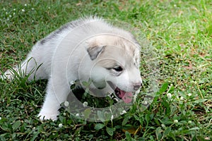 Siberian husky puppy close up on background