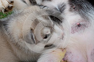 Siberian husky puppy close up on background