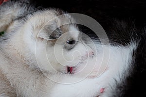 Siberian husky puppy close up on background