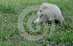 Siberian husky puppy close up on background