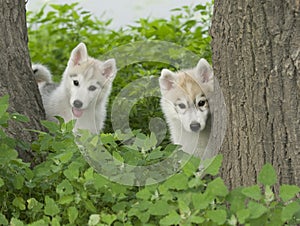 Sibiřský chraplavý štěně pes 