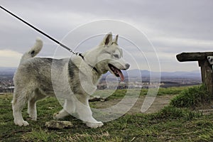 Siberian husky puppy photo