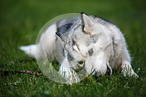 Siberian Husky puppy