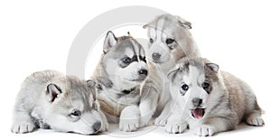 Siberian Husky puppy group