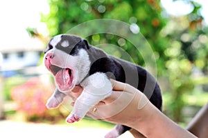 Siberian husky puppy on hand green blurred background