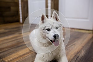 Siberian husky puppy at home lying on the floor. lifestyle with dog