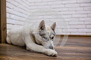 Siberian husky puppy at home lying on the floor. lifestyle with dog