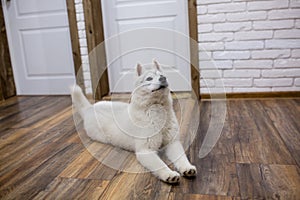 Siberian husky puppy at home lying on the floor. lifestyle with dog