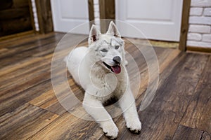 Siberian husky puppy at home lying on the floor. lifestyle with dog