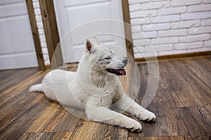 Siberian husky puppy at home lying on the floor. lifestyle with dog