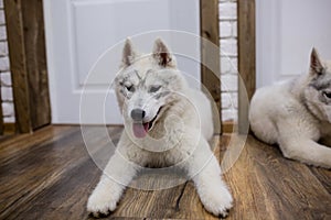 Siberian husky puppy at home lying on the floor. lifestyle with dog