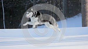 Siberian Husky Puppy Jump High on Snow