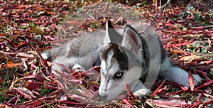 Siberian husky puppy lying in the fallen autumn leaves