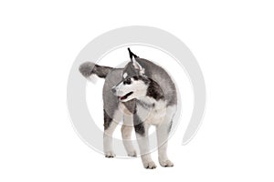 Siberian Husky puppy, 3 months old in front of white background. Siberian Husky isolated on white background. Studio shot of a photo