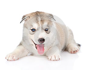 Siberian Husky puppy with open mouth looking at camera. isolated