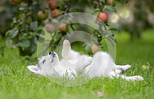 Siberian Husky Puppy play on grass