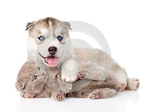 Siberian Husky puppy playing with scottish kitten.