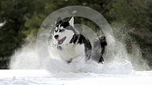 Siberian Husky photo