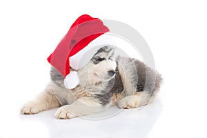 Siberian husky puppy in Santa Claus xmas red hat on white background