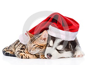 Siberian Husky puppy in santa hat sleep with bengal kitten. isolated on white background