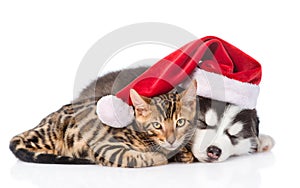 Siberian Husky puppy in santa hat sleep with bengal kitten. isolated on white background