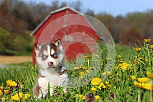 Siberian Husky Puppy Sits in Field Full of Dandelions