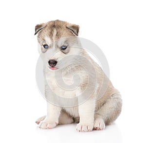 Siberian Husky puppy sitting in front. isolated on white