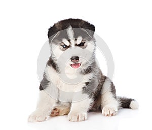 Siberian Husky puppy sitting in front view. isolated on white background