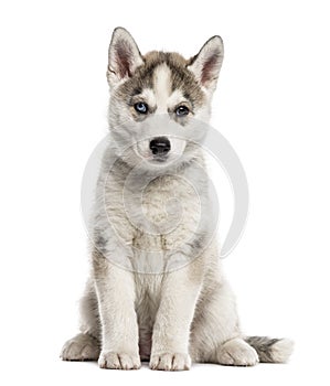 Siberian Husky puppy sitting, isolated