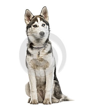 Siberian Husky puppy sitting, isolated