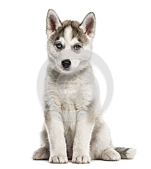 Siberian Husky puppy sitting, isolated