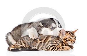 Siberian Husky puppy sleeping with a bengal cat. isolated on white background