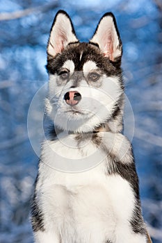 Siberian Husky Puppy in Snow