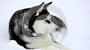 Siberian Husky Puppy on Snow