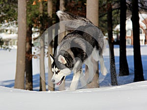 Siberian Husky Puppy on Snow.